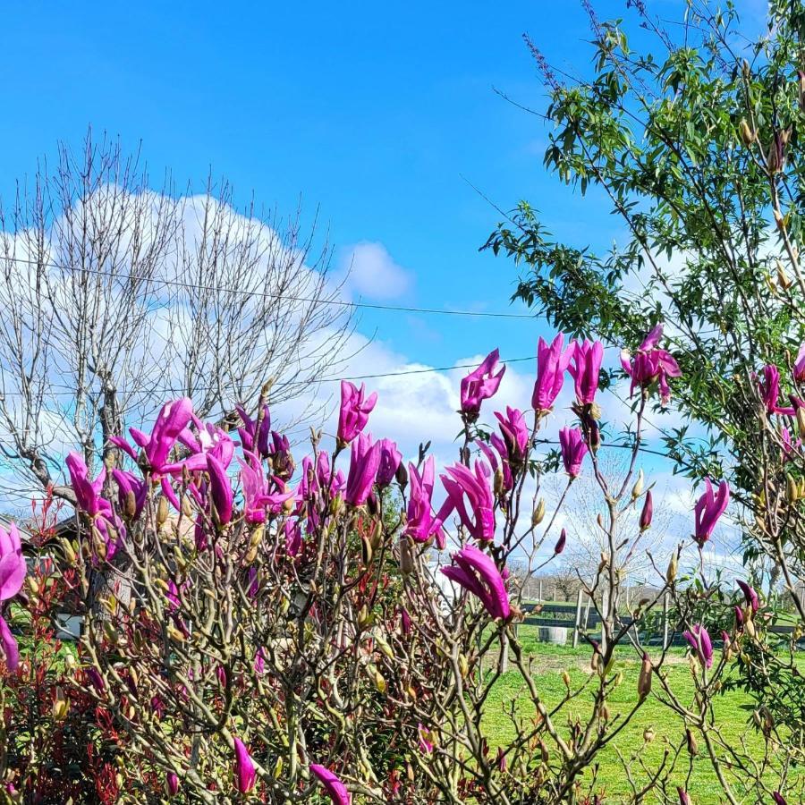Domaine Toutet Birac (Gironde) Exterior foto